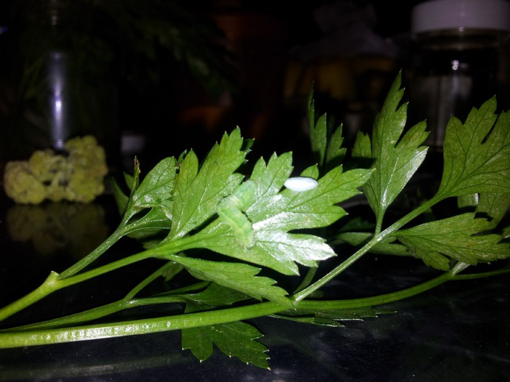 Bruco verde da determinare